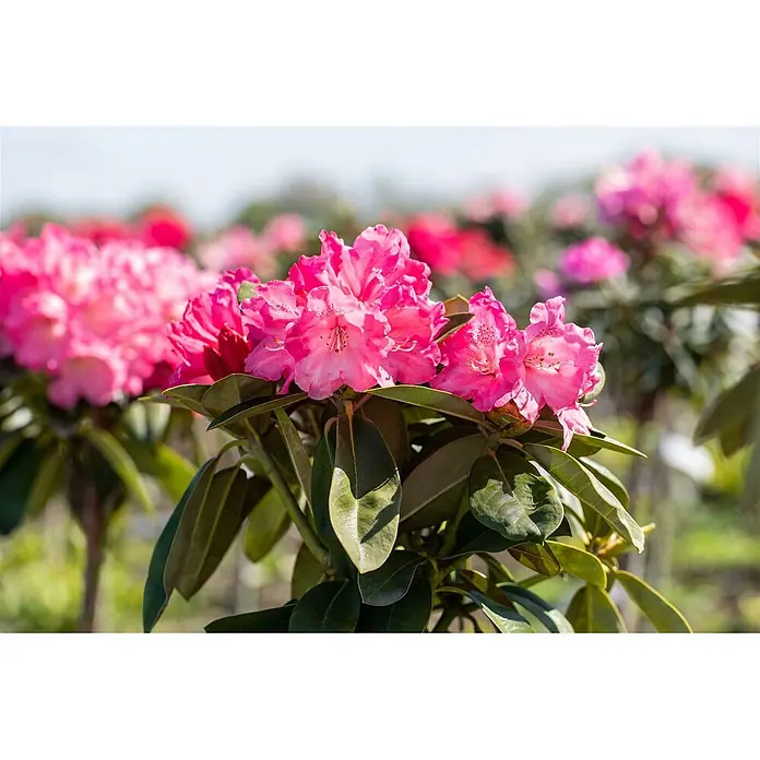 Pflanzen für dich Rhododendron 40-50 cm - Rhododendron yakushimanum 'Morgenrot', Blütenfarbe: Rot - Leuchtend rosa Rhododendronblüten in voller Blüte an einem Strauch, mit weiteren unscharfen rosa Blüten im Hintergrund.