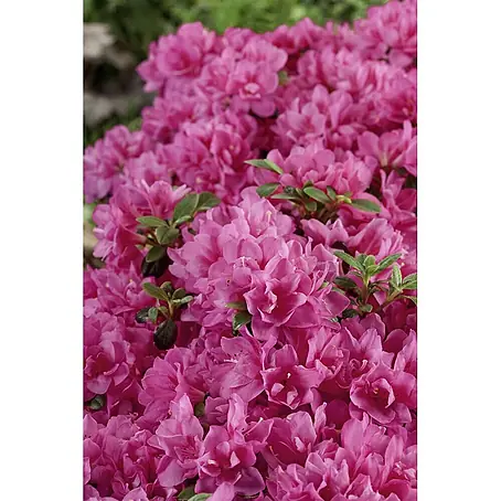 Pflanzen für dich  Rhododendron 30-40 cm