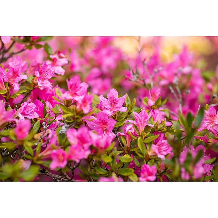Pflanzen für dich Rhododendron 30-40 cm - Rhododendron obtusum 'Petticoat', Blütenfarbe: Rosa - Lebendige rosa Blüten mit grünen Blättern, einige scharf, andere weich im Hintergrund verschwommen, bilden eine üppige Pracht.