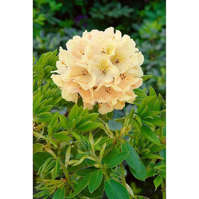 Pflanzen für dich Rhododendron 40-50 cm - Rhododendron 'Belkanto', Blütenfarbe: Rot - Eine Gruppe hellgelb-pfirsichfarbener Rhododendronblüten, die zwischen grünen Blättern blühen.