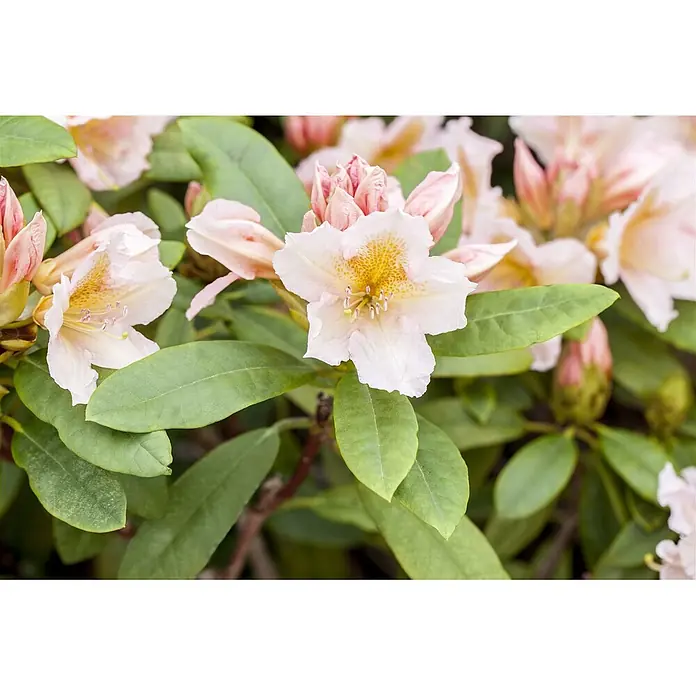 Pflanzen für dich Rhododendron 40-50 cm - Rhododendron 'Belkanto', Blütenfarbe: Rot - Nahaufnahme blassrosa Rhododendronblüten mit gelben Flecken, umgeben von grünen Blättern.