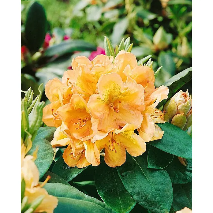 Pflanzen für dich Rhododendron 40-50 cm - Rhododendron 'Belkanto', Blütenfarbe: Rot - Eine Gruppe leuchtend orange-gelber Rhododendronblüten mit dunkelgrünen Blättern und Knospen.