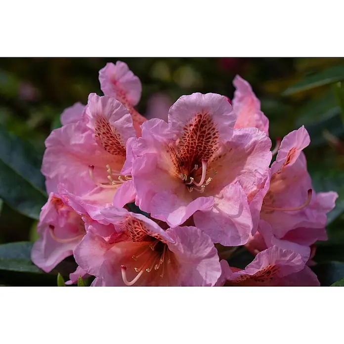 Pflanzen für dich Rhododendron 40-50 cm - Rhododendron augustinii, Blütenfarbe: Blau - Rosafarbene Rhododendronblüten mit rötlich-braunen Sprenkeln und sichtbaren Staubblättern, dicht beieinander.