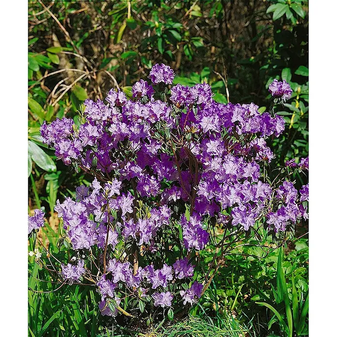 Pflanzen für dich Rhododendron 40-50 cm - Rhododendron augustinii, Blütenfarbe: Blau - Ein Rhododendronbusch in voller Blüte mit leuchtend violetten Blüten und grünen Blättern in einem Garten.
