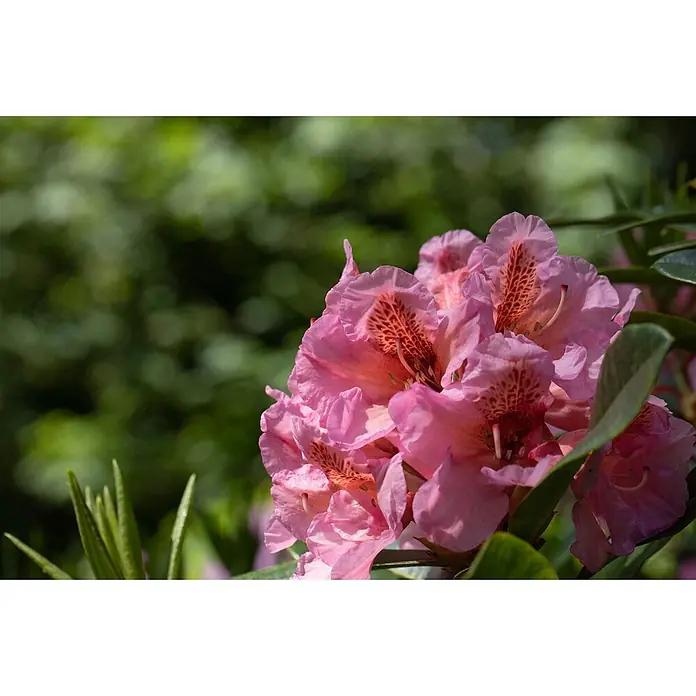 Pflanzen für dich Rhododendron 40-50 cm - Rhododendron augustinii, Blütenfarbe: Blau - Bündel leuchtend pinker Rhododendronblüten mit rot gesprenkelten Kehlen, eingebettet in grüne Blätter.