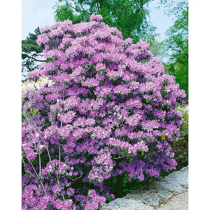 Pflanzen für dich Rhododendron 40-50 cm - Rhododendron augustinii, Blütenfarbe: Blau - Ein großer Busch mit üppigen lila Blüten in einer Gartenumgebung.
