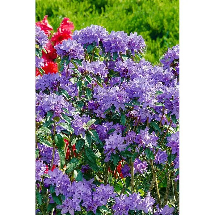 Pflanzen für dich Rhododendron 40-50 cm - Rhododendron augustinii, Blütenfarbe: Blau - Busch mit leuchtend violetten Rhododendronblüten in voller Pracht und grünen Blättern.