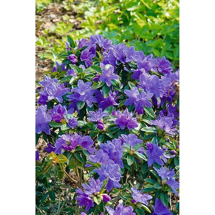 Pflanzen für dich Rhododendron 40-50 cm - Rhododendron augustinii, Blütenfarbe: Blau - Blühender violetter Rhododendronbusch mit zahlreichen lila Blüten.