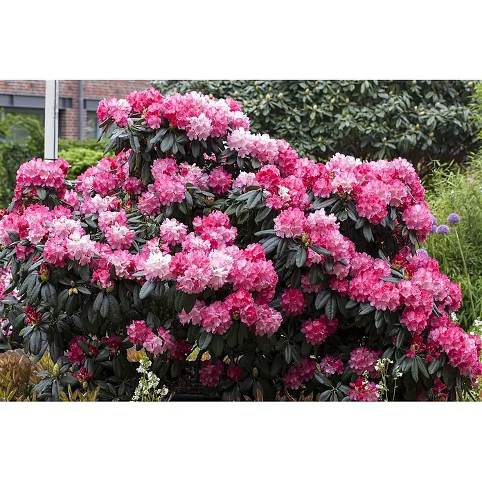 Pflanzen für dich Rhododendron 30-40 cm - Rhododendron yakushimanum 'Fantastica', Blütenfarbe: Mehrfarbig - Ein großer, lebhafter Rhododendronbusch mit vielen rosa und fuchsiafarbenen Blüten vor dunkelgrünen Blättern in einem Garten.