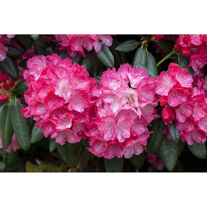 Pflanzen für dich Rhododendron 30-40 cm - Rhododendron yakushimanum 'Fantastica', Blütenfarbe: Mehrfarbig - Lebendige pinke Rhododendronblüten mit Wassertropfen, blühend zwischen dunkelgrünen Blättern.