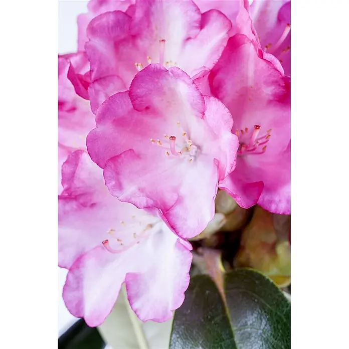 Pflanzen für dich Rhododendron 30-40 cm - Rhododendron yakushimanum 'Fantastica', Blütenfarbe: Mehrfarbig - Leuchtend rosa und weiße Rhododendronblüten.