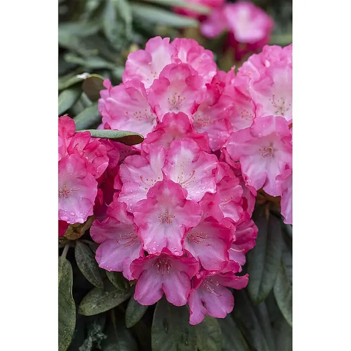 Pflanzen für dich Rhododendron 30-40 cm - Rhododendron yakushimanum 'Fantastica', Blütenfarbe: Mehrfarbig - Lebhaft rosafarbene Rhododendronblüten mit zarten Wassertröpfchen.