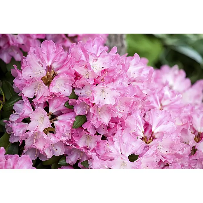 Pflanzen für dich Rhododendron 30-40 cm - Rhododendron yakushimanum 'Fantastica', Blütenfarbe: Mehrfarbig - Ein Strauß leuchtend pinker Rhododendronblüten mit weißen Zentren und zarten dunkelrosa Flecken.