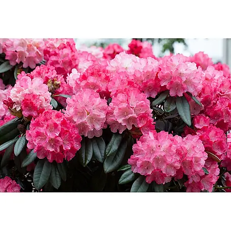 Pflanzen für dich  Rhododendron 40 cm