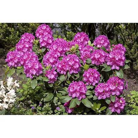 Pflanzen für dich  Rhododendron 30-40 cm
