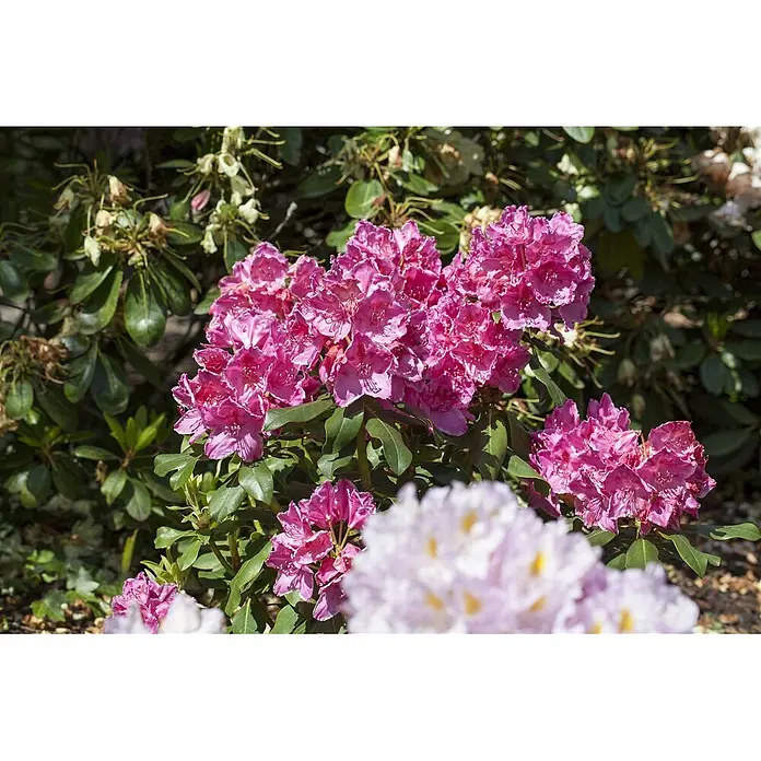 Pflanzen für dich Rhododendron 30-40 cm - Rhododendron 'Claudine', Blütenfarbe: Rosa - Leuchtend pinkfarbene Rhododendronblüten in voller Blüte, mit unscharfen, helleren Blüten im Vordergrund.