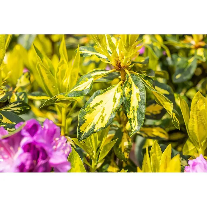 Pflanzen für dich Rhododendron 40-50 cm - Rhododendron 'Goldflimmer', Blütenfarbe: Lila - Nahaufnahme einer Pflanze mit auffälligen grün-gelb panaschierten Blättern und unscharfen violetten Blüten im Vordergrund.