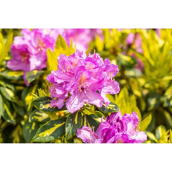 Pflanzen für dich Rhododendron 40-50 cm - Rhododendron 'Goldflimmer', Blütenfarbe: Lila - Leuchtend rosa Blüten mit markanten Staubgefäßen blühen zwischen panaschierten grün-gelben Blättern.