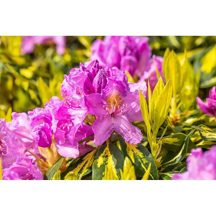 Pflanzen für dich Rhododendron 40-50 cm - Rhododendron 'Goldflimmer', Blütenfarbe: Lila - Lebendige rosa Rhododendronblüten mit gelb-grün panaschierten Blättern, blühend in einem Garten.