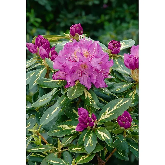 Pflanzen für dich Rhododendron 40-50 cm - Rhododendron 'Goldflimmer', Blütenfarbe: Lila - Leuchtend violette Rhododendronblüten in voller Blüte und Knospe, umgeben von grünen Blättern mit auffälliger gelber Panaschierung.