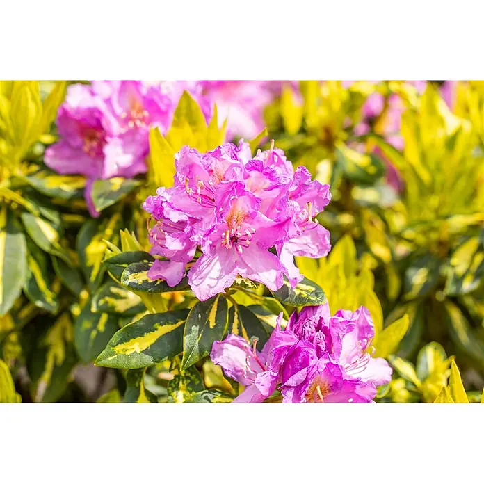 Pflanzen für dich Rhododendron 40-50 cm - Rhododendron 'Goldflimmer', Blütenfarbe: Lila - Lebendige rosa Rhododendronblüten mit auffälligen grün-gelb panaschierten Blättern.