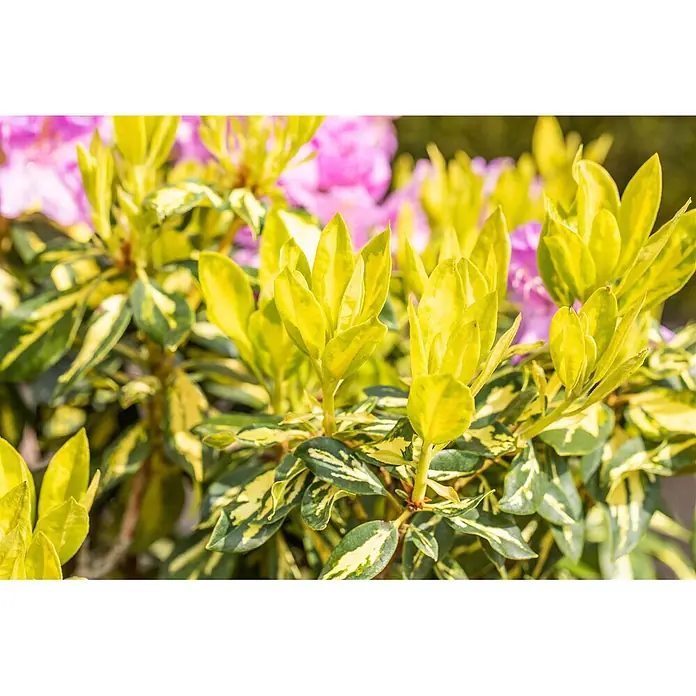 Pflanzen für dich Rhododendron 40-50 cm - Rhododendron 'Goldflimmer', Blütenfarbe: Lila - Lebhaft panaschierte Pflanze mit grünen und gelben Blättern und hellem Neuaustrieb. Sanfte rosa Blüten sind im Hintergrund verschwommen.