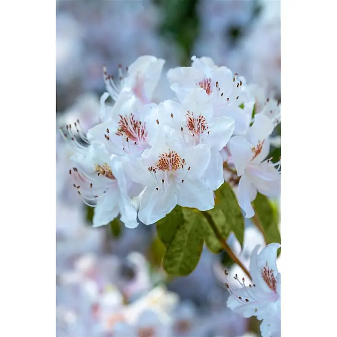 Pflanzen für dich Rhododendron 40-50 cm - Rhododendron yunnanense, Blütenfarbe: Lila - Nahaufnahme von weißen Blüten mit rotbraunen Staubgefäßen, die an einem Zweig blühen.