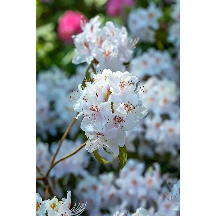 Pflanzen für dich Rhododendron 40-50 cm - Rhododendron yunnanense, Blütenfarbe: Lila - Nahaufnahme eines Büschels weißer Blüten mit rosa Sprenkeln, die an einem Strauch blühen.