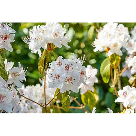 Pflanzen für dich  Rhododendron 100-125 cm