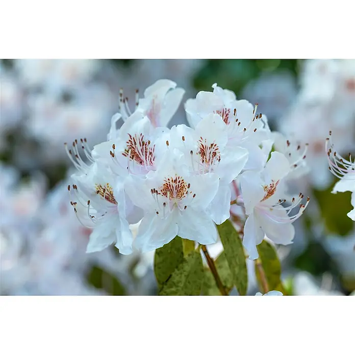 Pflanzen für dich Rhododendron 40-50 cm - Rhododendron yunnanense, Blütenfarbe: Lila - Weiße Blüten mit rotbraun gesprenkelten Zentren.