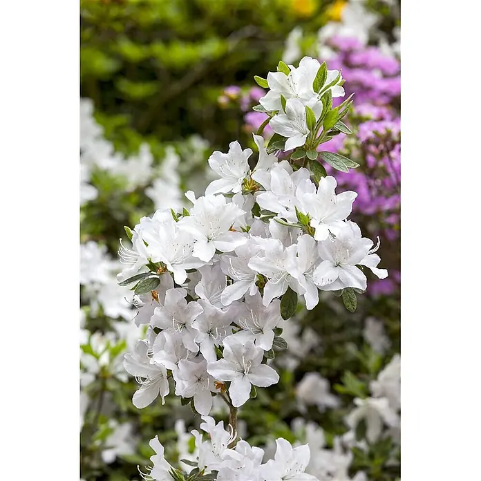 Pflanzen für dich Rhododendron 20-25 cm - Rhododendron mucronatum, Blütenfarbe: Weiß - Weiße Azaleenblüten blühen an einem Zweig, mit unscharfem grünem und violettem Laub im Hintergrund.