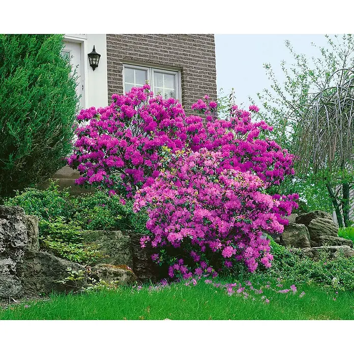 Pflanzen für dich Rhododendron 30-40 cm - Rhododendron carolinianum 'P.J.Mezitt', Blütenfarbe: Lila - Ein leuchtend magentafarbener Rhododendronbusch in voller Blüte, in einem Garten neben einem Haus.