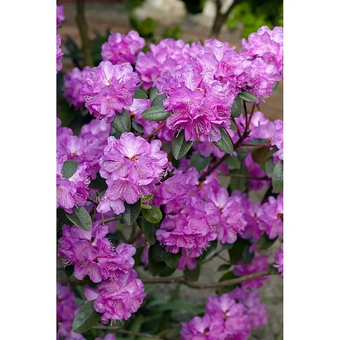Pflanzen für dich Rhododendron 30-40 cm - Rhododendron carolinianum 'P.J.Mezitt', Blütenfarbe: Lila - Leuchtend violette Blüten mit grünen Blättern an einer Pflanze.
