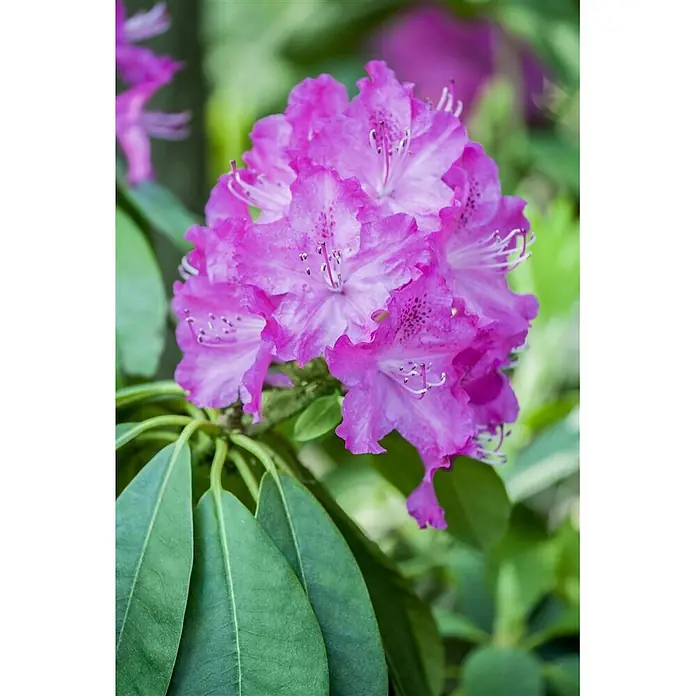Pflanzen für dich Rhododendron 30-40 cm - Rhododendron carolinianum 'P.J.Mezitt', Blütenfarbe: Lila - Lebendige pink-violette Rhododendronblüten in voller Blüte, umgeben von großen grünen Blättern.