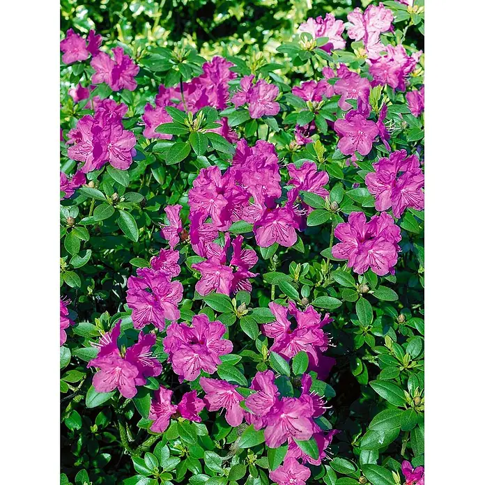 Pflanzen für dich Rhododendron 20-25 cm - Rhododendron carolinianum 'P.J.Mezitt', Blütenfarbe: Lila - Strauch mit zahlreichen leuchtend magentaroten Blüten und grünen Blättern.
