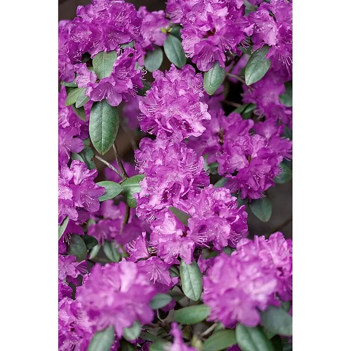 Pflanzen für dich Rhododendron 30-40 cm - Rhododendron carolinianum 'P.J.Mezitt', Blütenfarbe: Lila - Lebendige violette Blüten mit grünen Blättern in Büscheln blühend.