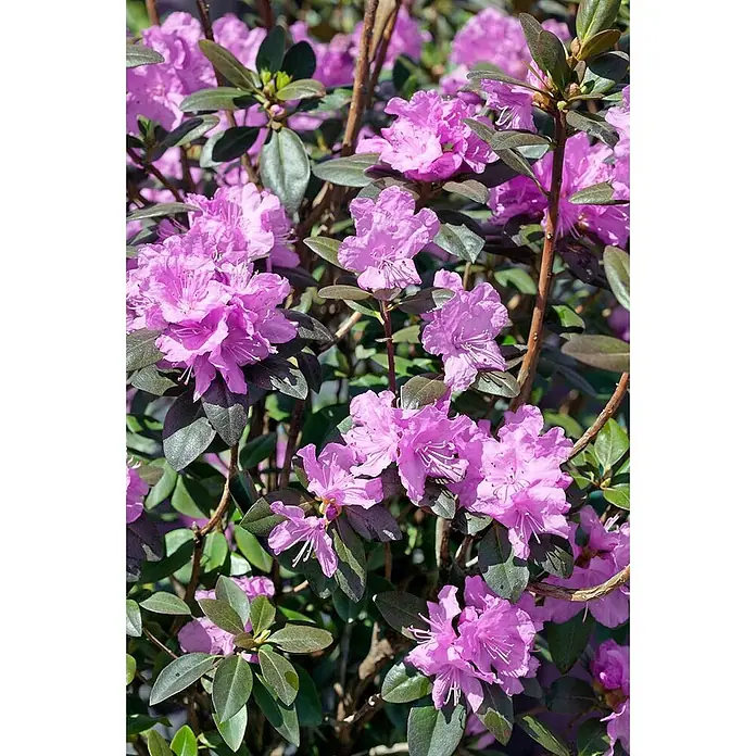 Pflanzen für dich Rhododendron 30-40 cm - Rhododendron carolinianum 'P.J.Mezitt', Blütenfarbe: Lila - Lebhaft rosa Rhododendronblüten blühen zwischen dunkelgrünen Blättern.