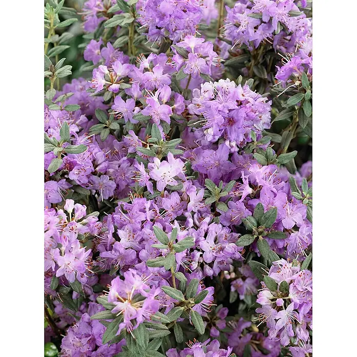 Pflanzen für dich Zwergrhododendron 30-40 cm - Rhododendron hippophaeoides 'Blue Silver', Blau - Nahaufnahme einer blühenden Rhododendronpflanze mit zahlreichen hellvioletten Blüten und grünen Blättern.