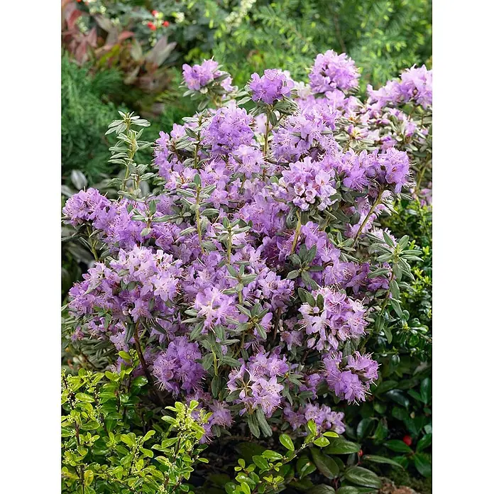 Pflanzen für dich Zwergrhododendron 30-40 cm - Rhododendron hippophaeoides 'Blue Silver', Blau - Lila Rhododendron blüht in einem Garten.