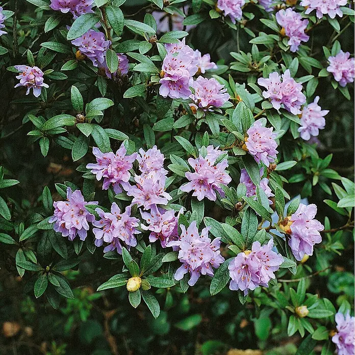 Pflanzen für dich Rhododendron 30-40 cm - Rhododendron hippophaeoides, Blütenfarbe: Blau - Nahaufnahme leuchtend hellvioletter Blüten mit gesprenkelten Zentren und grünen Blättern.