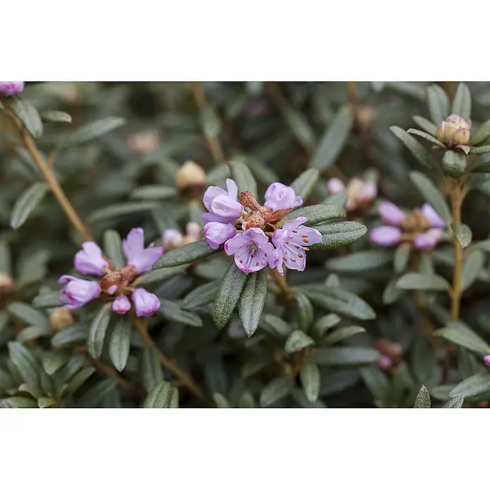 Pflanzen für dich Rhododendron 30-40 cm - Rhododendron hippophaeoides, Blütenfarbe: Blau - Nahaufnahme einer Pflanze mit Büscheln kleiner, hellvioletter Blüten und dunkelgrünen, texturierten Blättern.