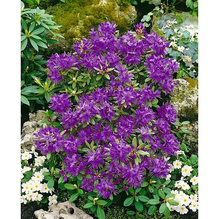 Pflanzen für dich Zwergrhododendron 30-40 cm - Rhododendron hippophaeoides 'Blue Silver', Blau - Leuchtend lila blühender Rhododendronbusch mit grünen Blättern in einer Gartenumgebung.