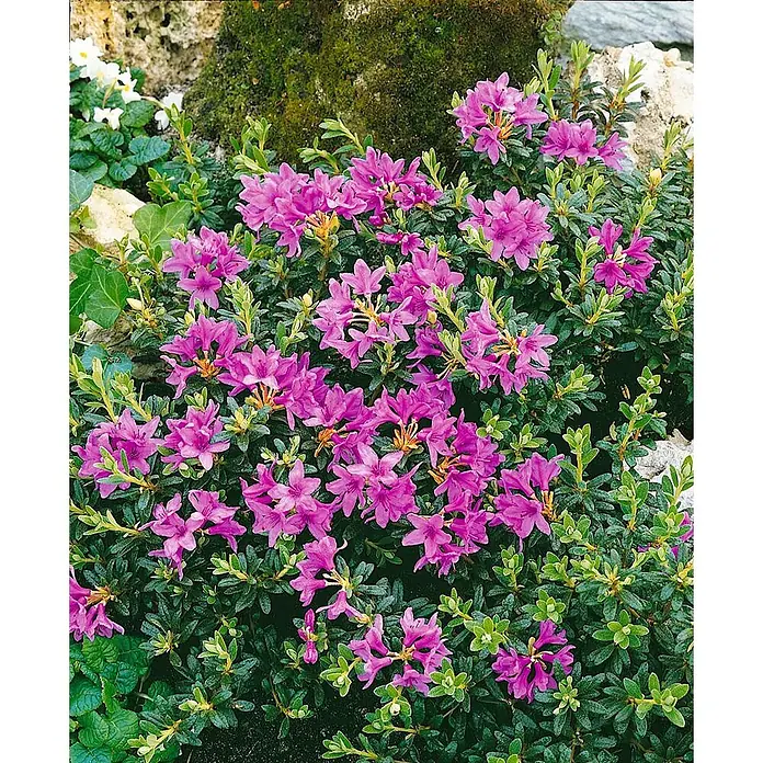 Pflanzen für dich Rhododendron 30-40 cm - Rhododendron hippophaeoides, Blütenfarbe: Blau - Blühender Strauch mit leuchtend pink-violetten Blüten und dunkelgrünen Blättern.