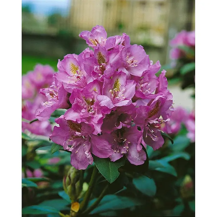 Pflanzen für dich Großblumiger Rhododendron 40-50 cm - Rhododendron 'Fastuosum Flore Pleno', Lila - Nahaufnahme leuchtend pink-violetter Rhododendronblüten mit gelb gesprenkelten Hälsen, zwischen grünen Blättern einer blühenden Pflanze.