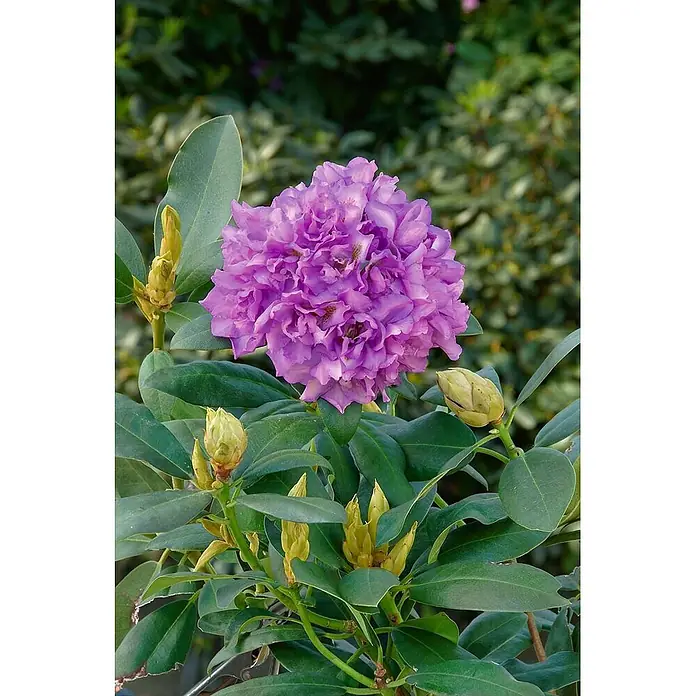Pflanzen für dich Großblumiger Rhododendron 40-50 cm - Rhododendron 'Fastuosum Flore Pleno', Lila - Kräftige lila Rhododendronblüte in voller Pracht, umgeben von grünen Blättern und ungeöffneten Knospen.