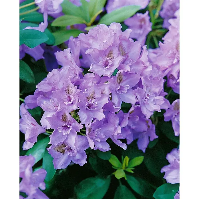 Pflanzen für dich Großblumiger Rhododendron 40-50 cm - Rhododendron 'Fastuosum Flore Pleno', Lila - Nahaufnahme leuchtend violetter Rhododendronblüten mit zarten gesprenkelten Hälsen inmitten grüner Blätter.