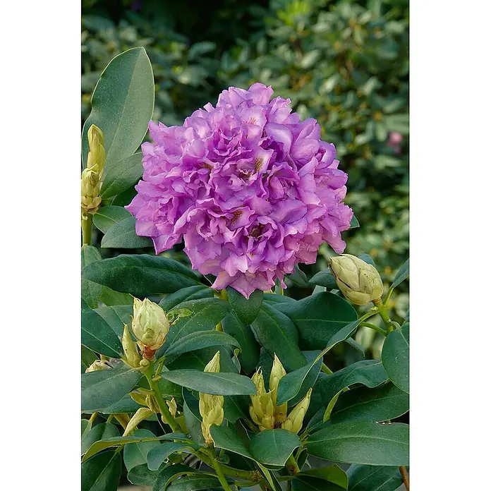 Pflanzen für dich Großblumiger Rhododendron 40-50 cm - Rhododendron 'Fastuosum Flore Pleno', Lila - Lebendige violette Rhododendronblüten in voller Blüte, umgeben von glänzenden grünen Blättern und Knospen.