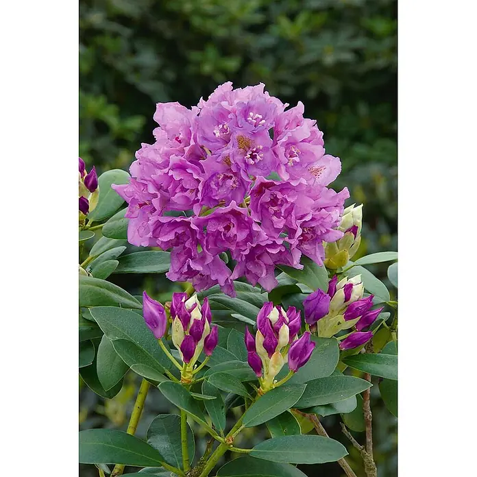 Pflanzen für dich Großblumiger Rhododendron 40-50 cm - Rhododendron 'Fastuosum Flore Pleno', Lila - Leuchtend violette Rhododendronblüten in voller Blüte, mit mehreren ungeöffneten magentafarbenen Knospen und sattgrünen Blättern.