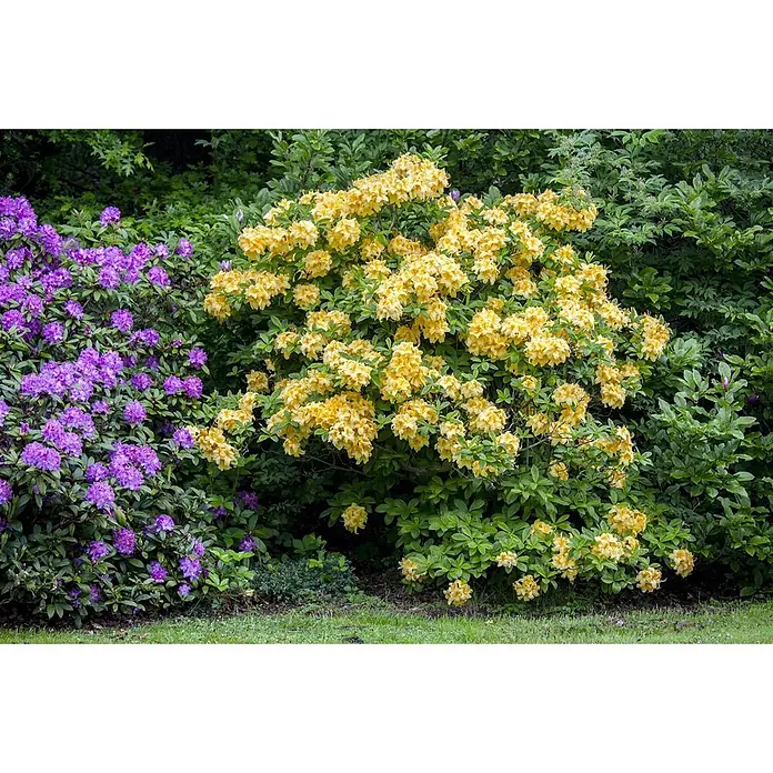 Pflanzen für dich Rhododendron 50-60 cm - Rhododendron luteum 'Goldpracht', Blütenfarbe: Gelb - Leuchtende lila und gelbe Blütensträucher in einem üppigen Garten.