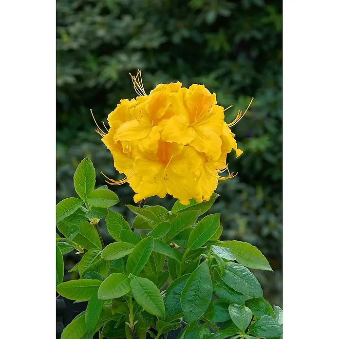 Pflanzen für dich Rhododendron 50-60 cm - Rhododendron luteum 'Goldpracht', Blütenfarbe: Gelb - Lebhaft gelbe Azaleenblüten mit zarten orangen Markierungen und grünen Blättern.